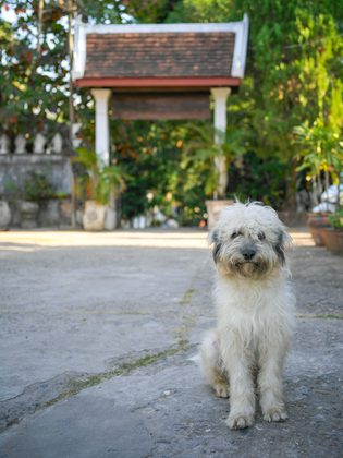Luang Prabang, Laos. Photographie de Jordy Meow, 4/82