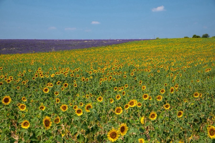 France, Été 2019. Photographie de Jordy Meow, 28/36