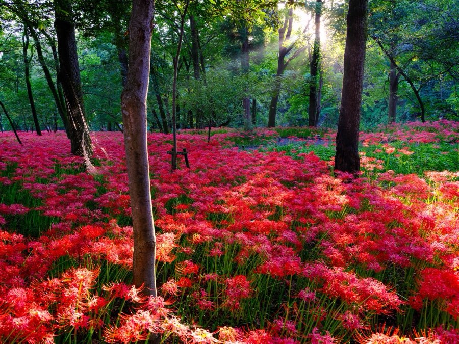 Japon, Automne 2022. Photographie de Jordy Meow, 11/302