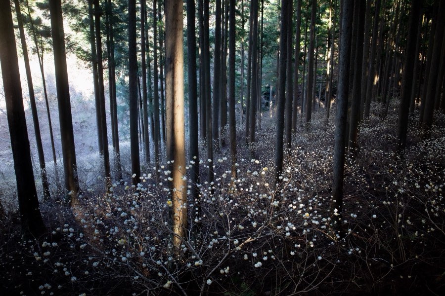 Aichi, Printemps 2019, Japon. Photographie de Jordy Meow, 161/289
