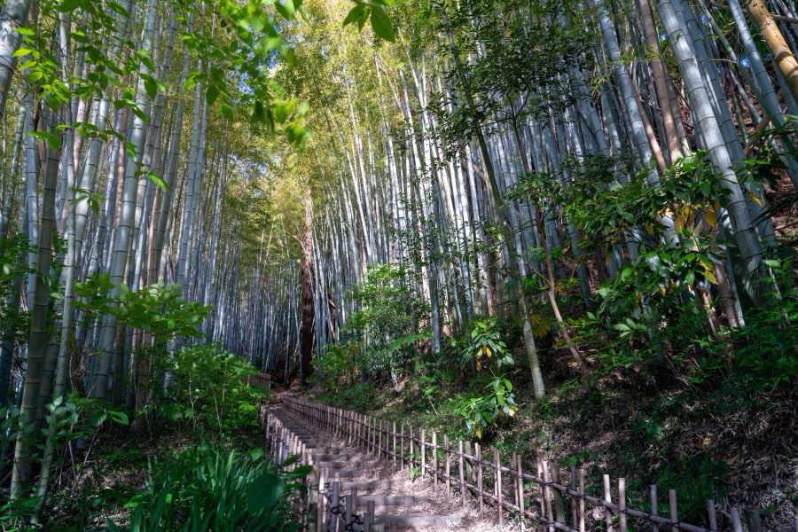 Chiba, Printemps 2024, Japon. Photographie de Jordy Meow, 72/289