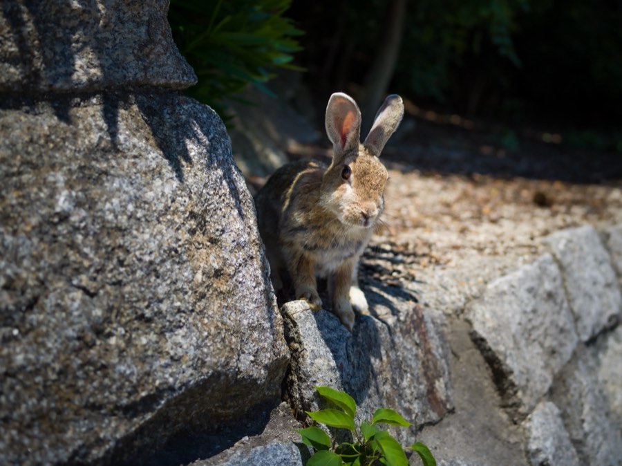 Hiroshima, Été 2020, Japon. Photographie de Jordy Meow, 146/229