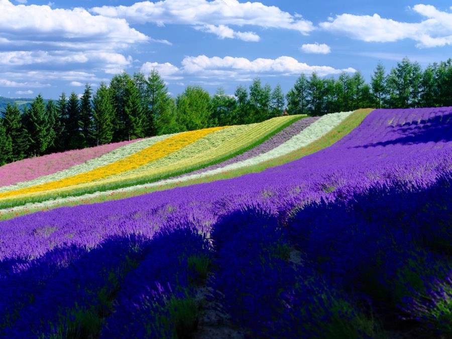Hokkaido, Été 2021, Japon. Photographie de Jordy Meow, 41/229