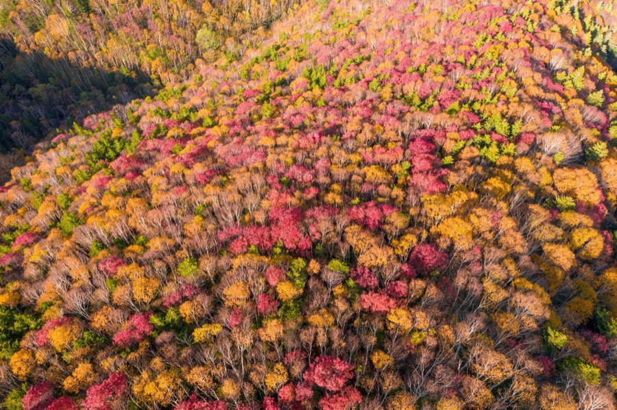 Hokkaido, Automne 2018, Japon. Photographie de Jordy Meow, 39/302
