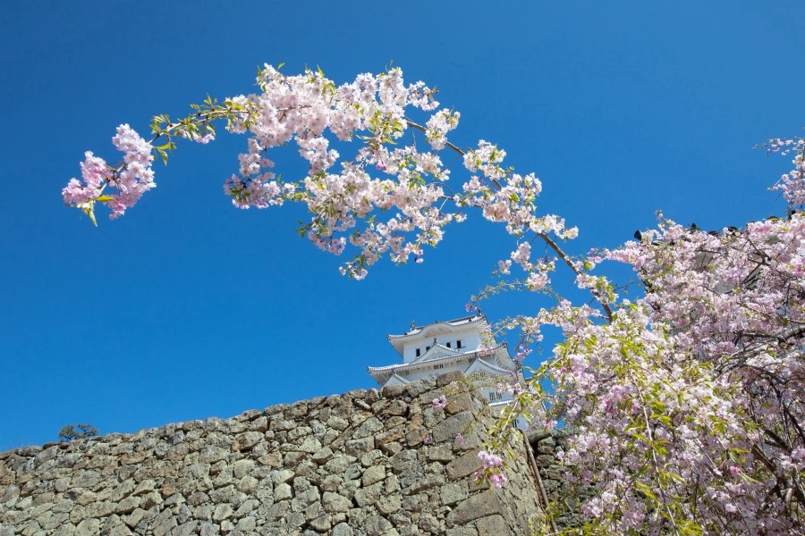 Hyogo, Printemps 2019, Japon. Photographie de Jordy Meow, 189/289