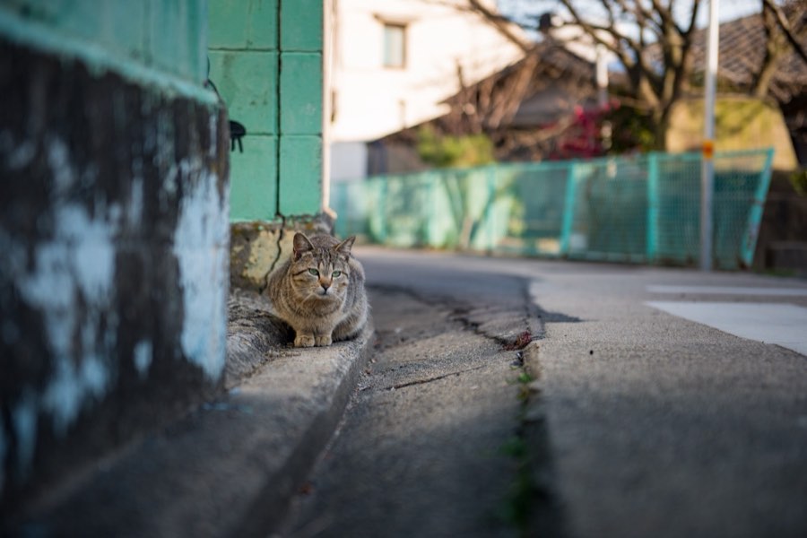 Kagawa, Printemps 2016, Japon. Photographie de Jordy Meow, 230/289