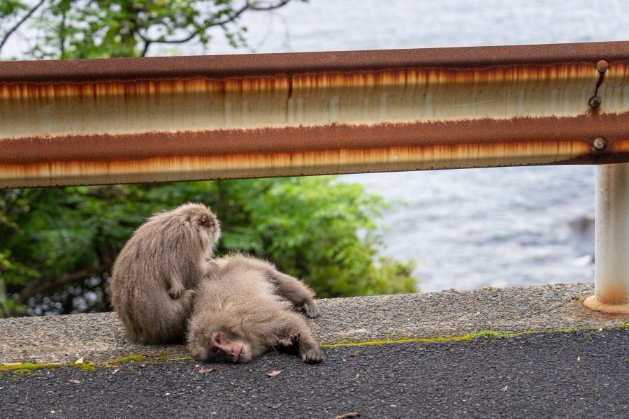 Kagoshima, Printemps 2025, Japon. Photographie de Jordy Meow, 279/289