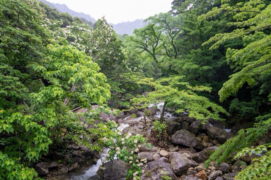 Kagoshima, Printemps 2025, Japon. Photographie de Jordy Meow, 280/289