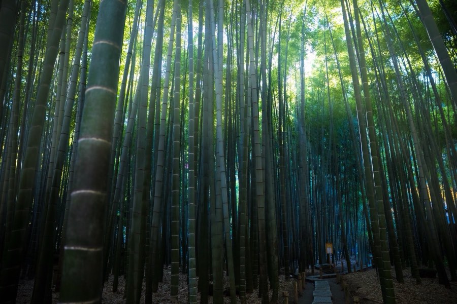 Kanagawa, Automne 2017, Japon. Photographie de Jordy Meow, 121/302
