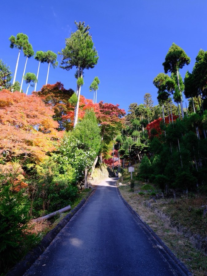 Kyoto, Automne 2022, Japon. Photographie de Jordy Meow, 205/302