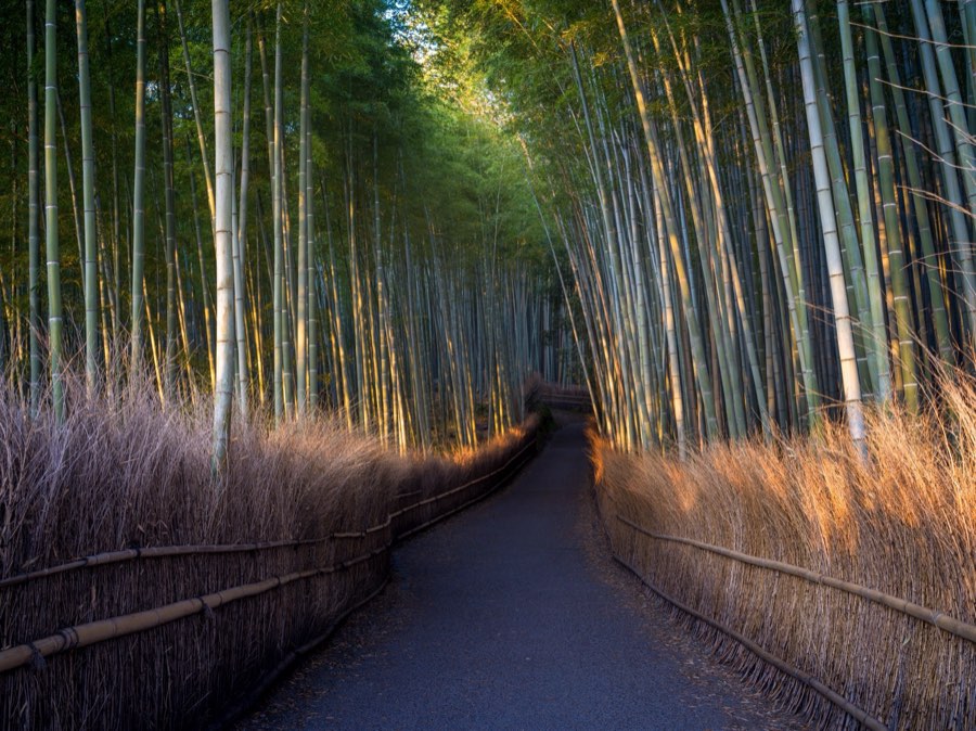 Kyoto, Printemps 2020, Japon. Photographie de Jordy Meow, 168/289