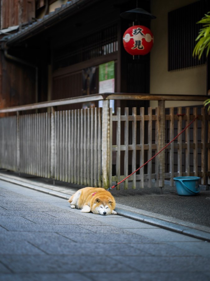 Kyoto, Printemps 2020, Japon. Photographie de Jordy Meow, 169/289