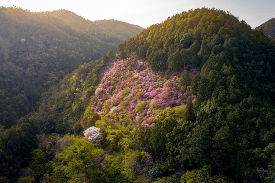 Kyoto, Printemps 2019, Japon. Photographie de Jordy Meow, 175/289
