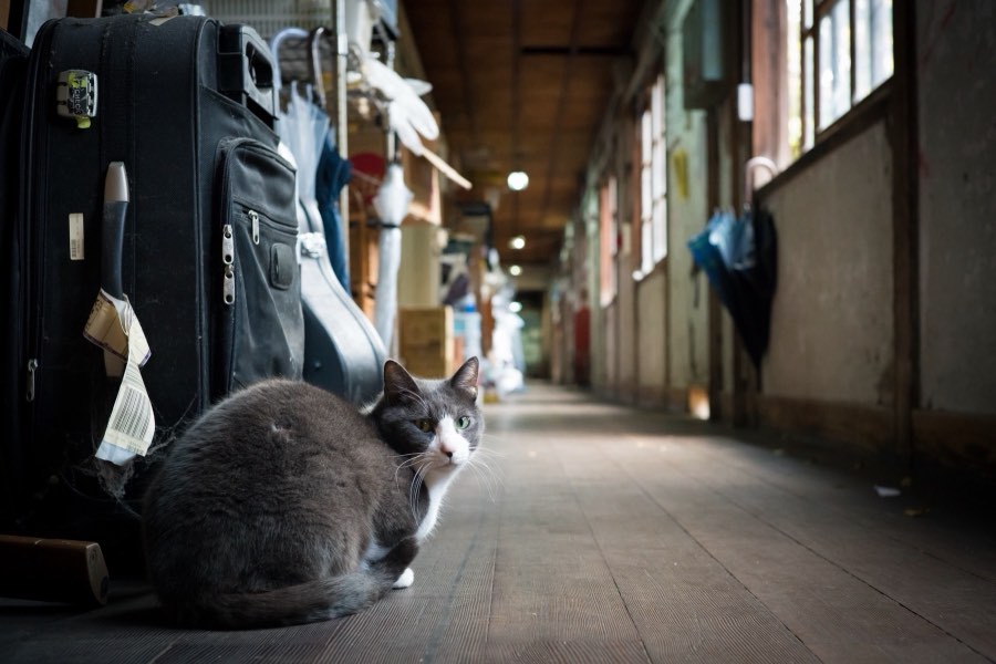 Kyoto, Automne 2016, Japon. Photographie de Jordy Meow, 215/302