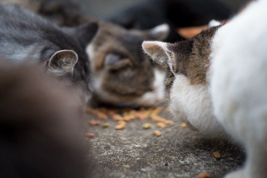 Miyagi, Automne 2016, Japon. Photographie de Jordy Meow, 53/302