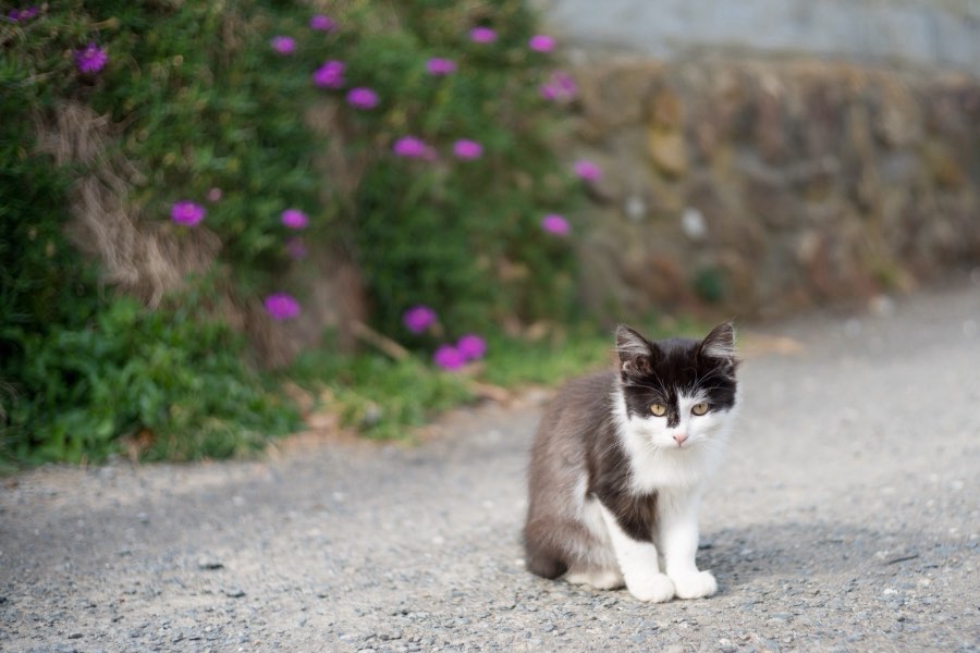Miyagi, Automne 2016, Japon. Photographie de Jordy Meow, 54/302