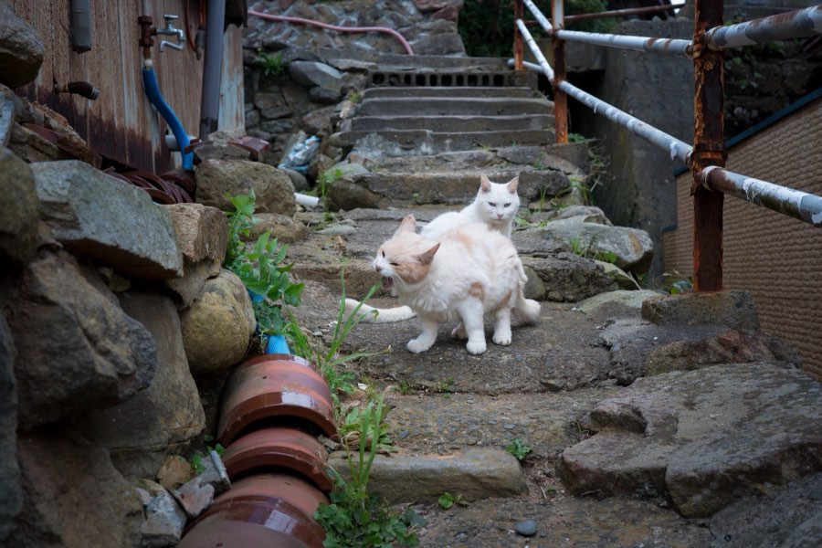Miyagi, Automne 2016, Japon. Photographie de Jordy Meow, 56/302