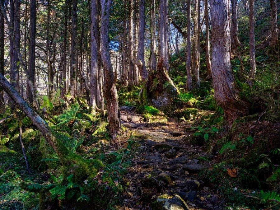 Nagano, Automne 2022, Japon. Photographie de Jordy Meow, 154/302