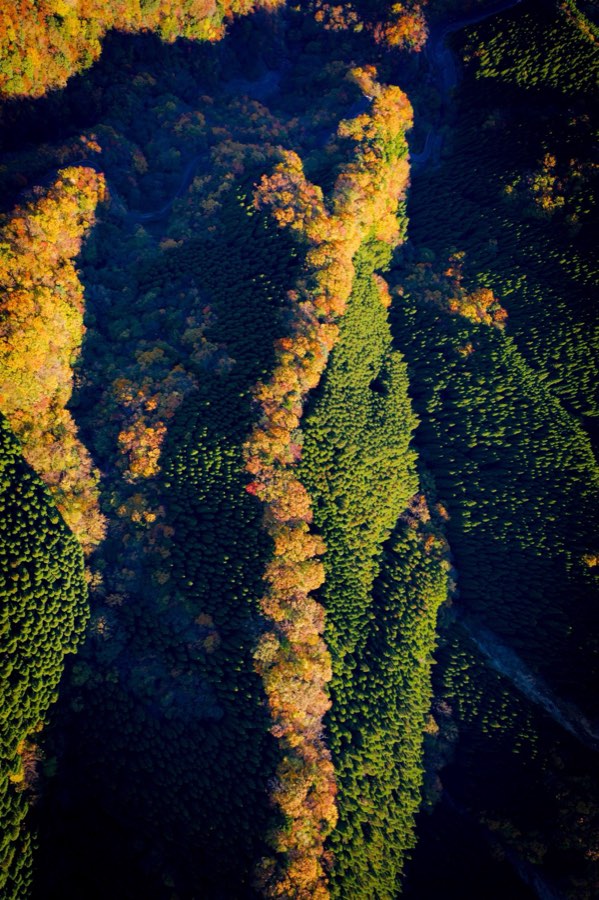 Nara, Automne 2019, Japon. Photographie de Jordy Meow, 226/302