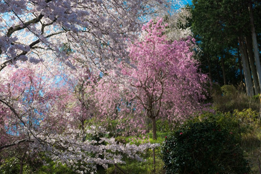 Nara, Printemps 2016, Japon. Photographie de Jordy Meow, 191/289