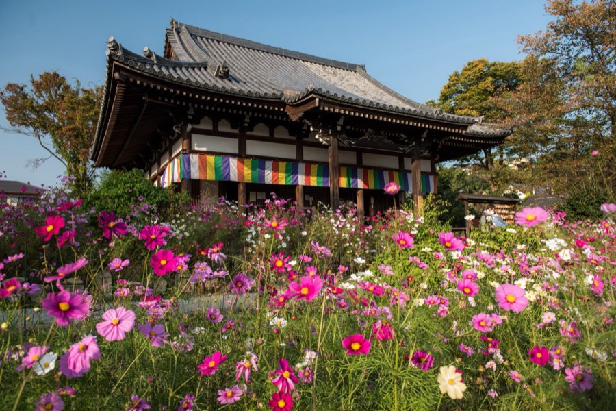 Nara, Automne 2015, Japon. Photographie de Jordy Meow, 231/302