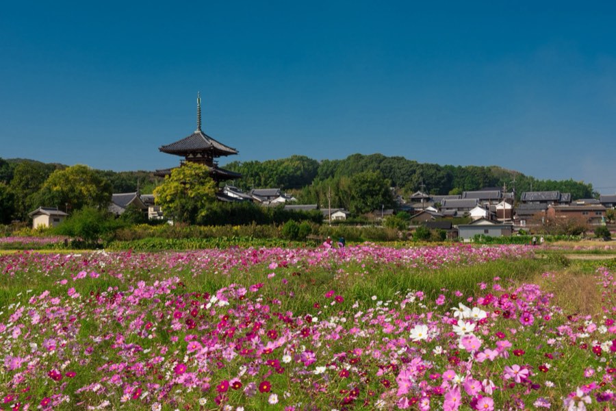 Nara, Automne 2015, Japon. Photographie de Jordy Meow, 232/302