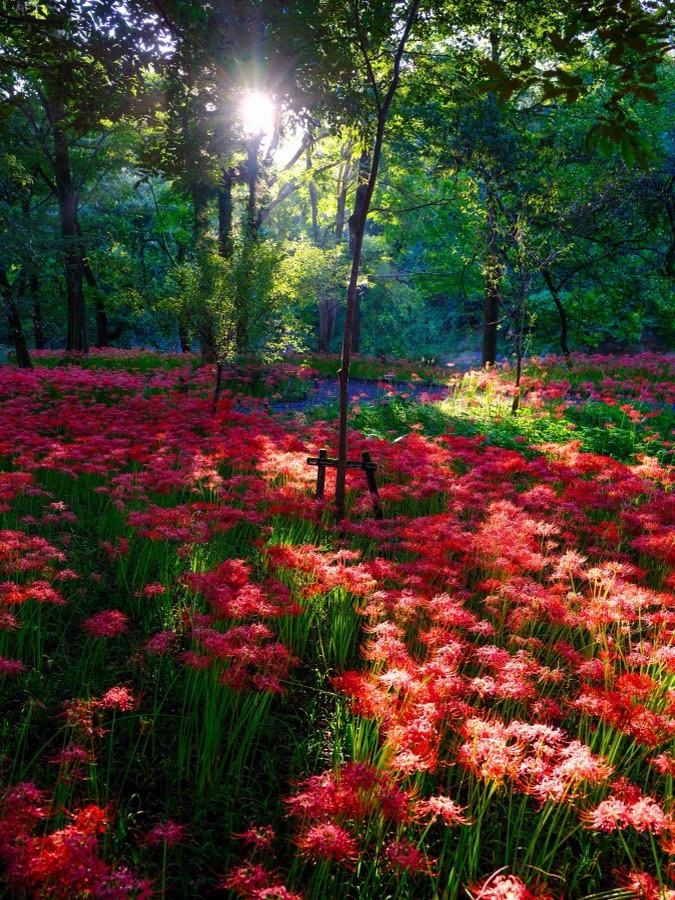 Saitama, Automne 2022, Japon. Photographie de Jordy Meow, 103/302