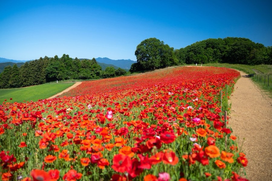 Saitama, Printemps 2019, Japon. Photographie de Jordy Meow, 68/289