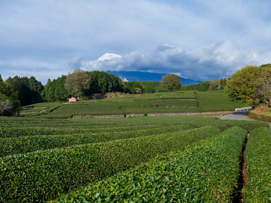Shizuoka, Automne 2022, Japon. Photographie de Jordy Meow, 177/302