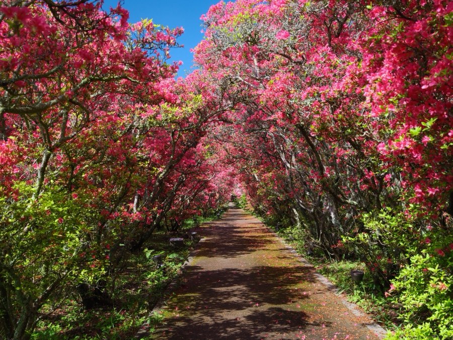 Shizuoka, Printemps 2022, Japon. Photographie de Jordy Meow, 143/289