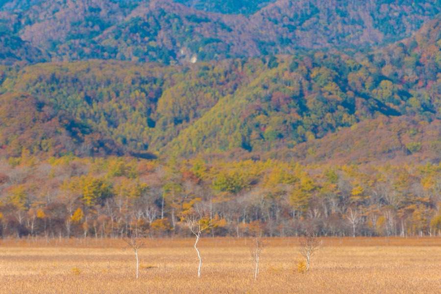 Tochigi, Automne 2012, Japon. Photographie de Jordy Meow, 82/302
