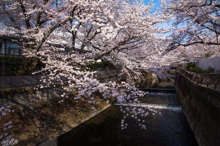 Tokyo, Printemps 2018, Japon. Photographie de Jordy Meow, 82/289