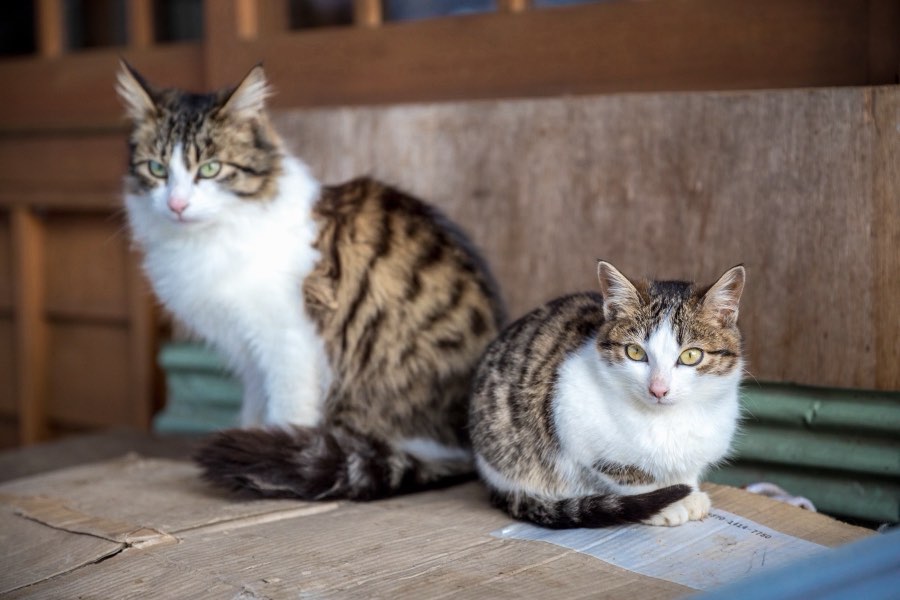 Yamagata, Hiver 2017, Japon. Photographie de Jordy Meow, 54/116