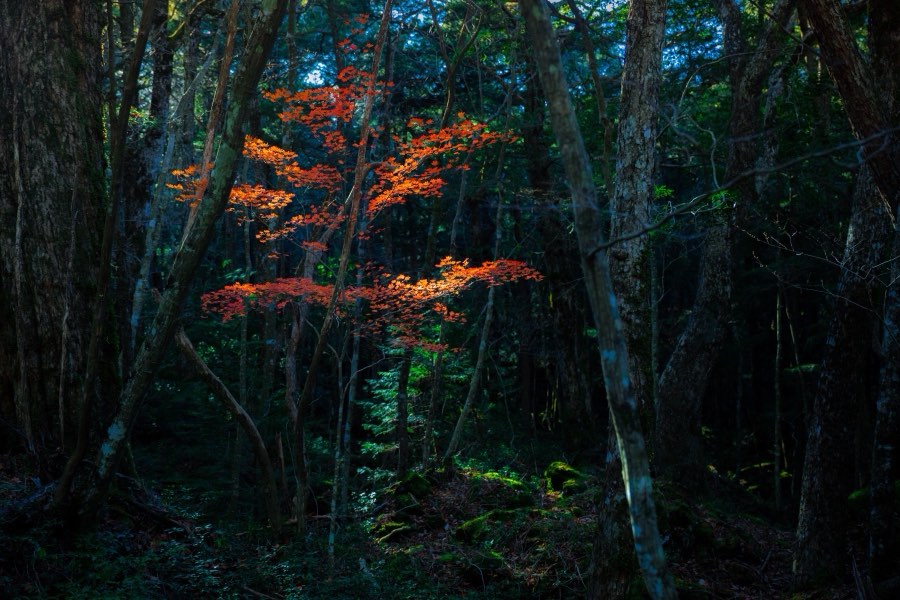 Yamanashi, Automne 2017, Japon. Photographie de Jordy Meow, 140/302