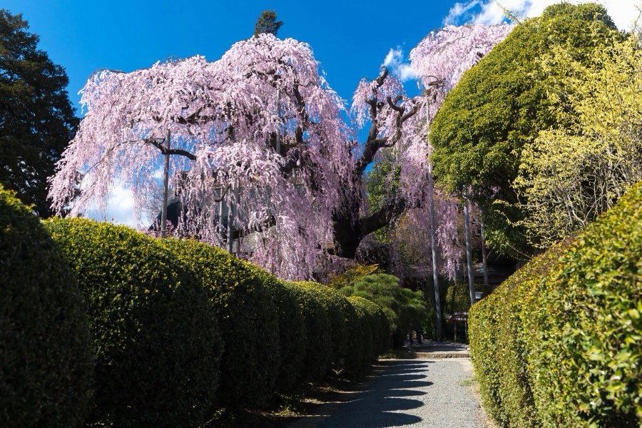Yamanashi, Printemps 2017, Japon. Photographie de Jordy Meow, 119/289
